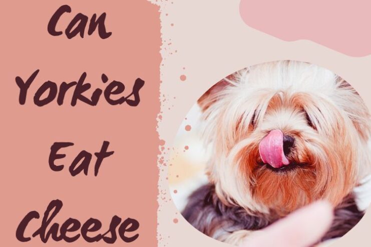 Yorkies Eat Cheese