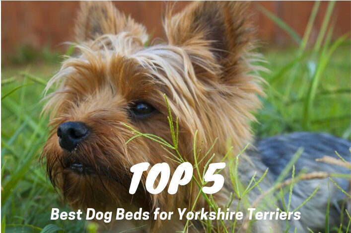 Best Dog Beds for Yorkies