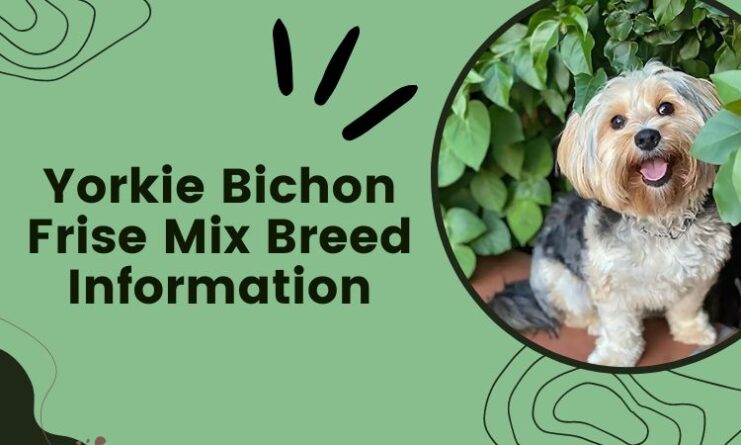 Yorkie Bichon Frise Mix Breed