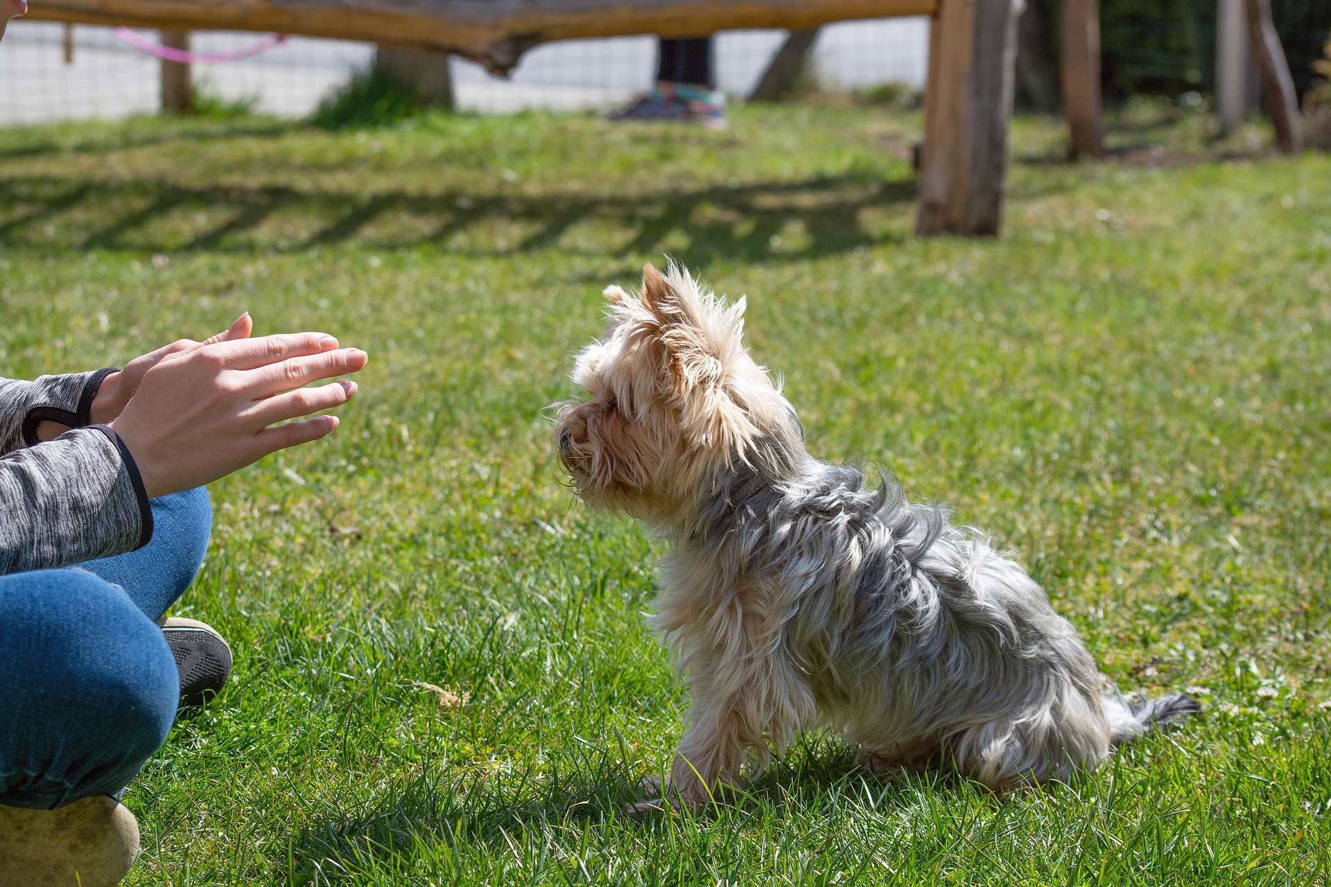 How to train your Yorkie to sit