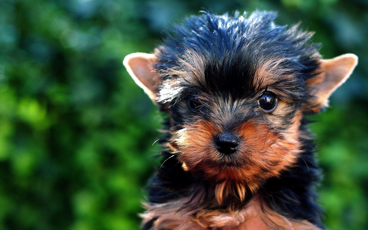 How to house train a yorkie