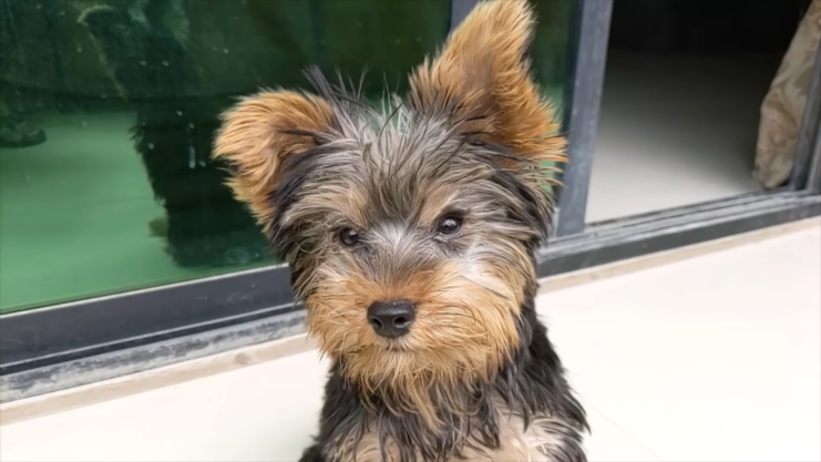 Best Yorkie Breeders in Florida