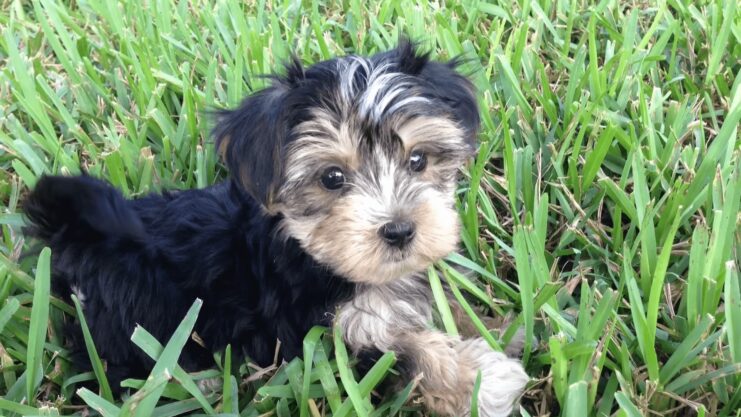 yorkie puppies for sale in florida