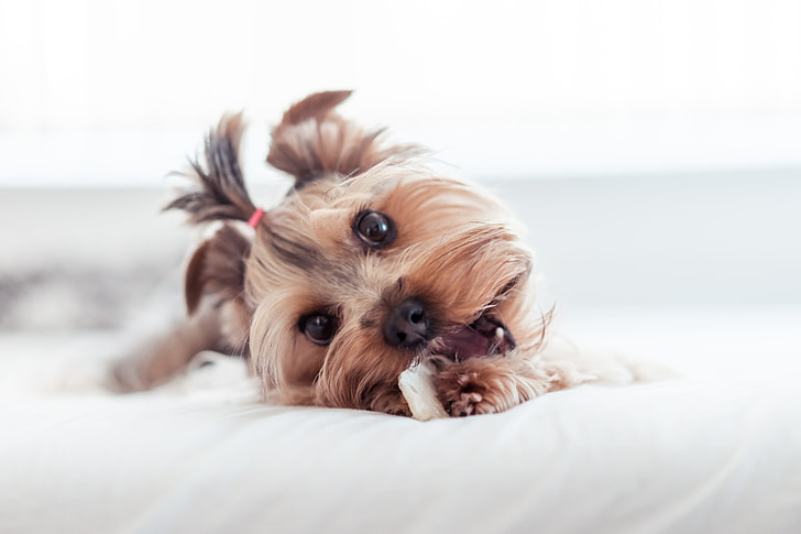 Yorkie Teeth Care