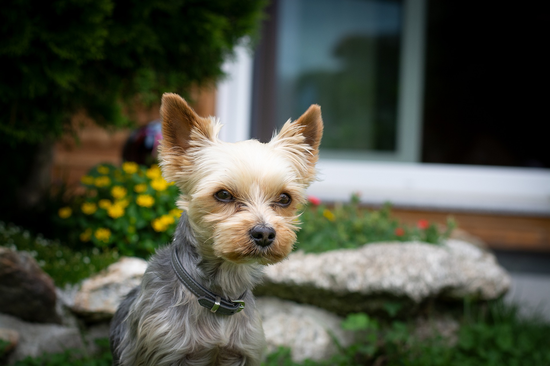 How to train a Yorkie to heel