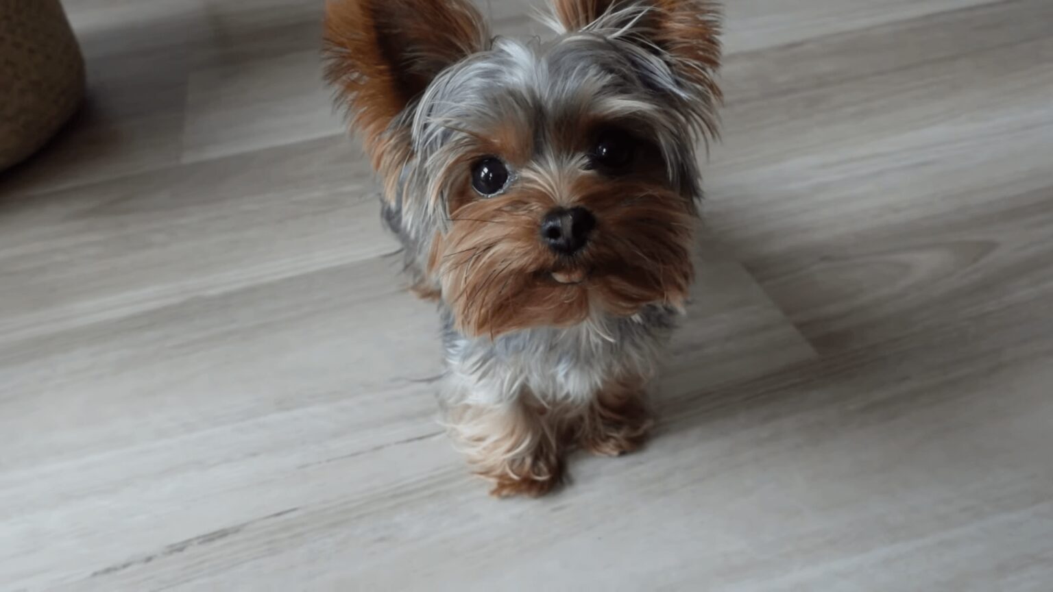 12 Best Yorkie Breeders in North Carolina 2024 Get your First Dog