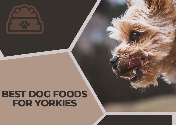 Find Dog Foods For Yorkies