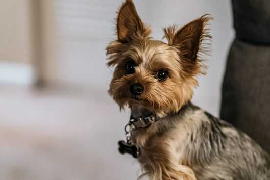Yorkie Terrier Characteristics