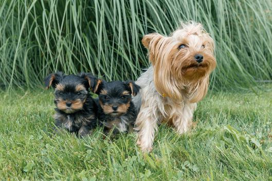 Best Dog Gates For Yorkies