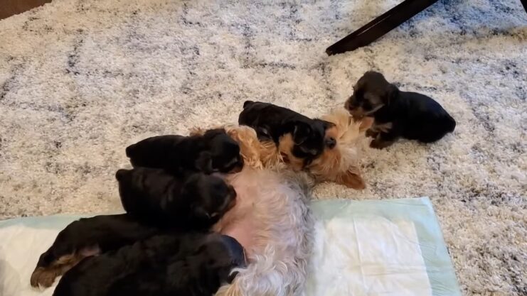 How do Yorkies usually give birth