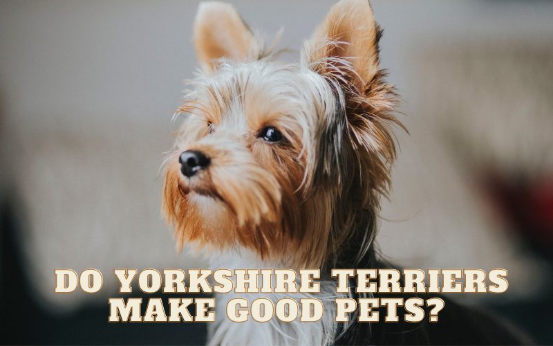 Do Yorkshire Terriers make good pets