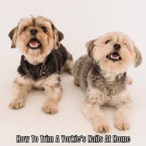 How To Trim A Yorkie's Nails At Home