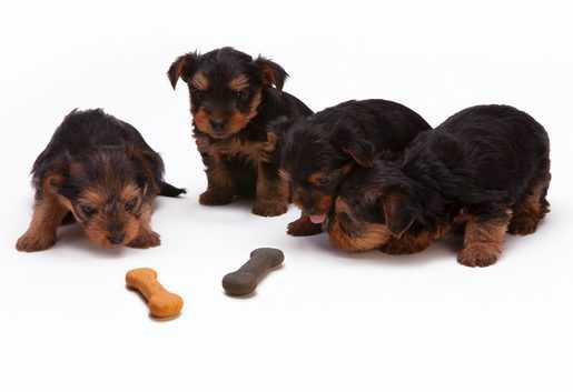 Things You Should Know Before Owning a Yorkshire Terrier