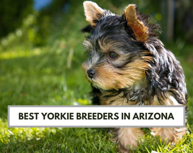 Best Yorkie Breeders in Arizona