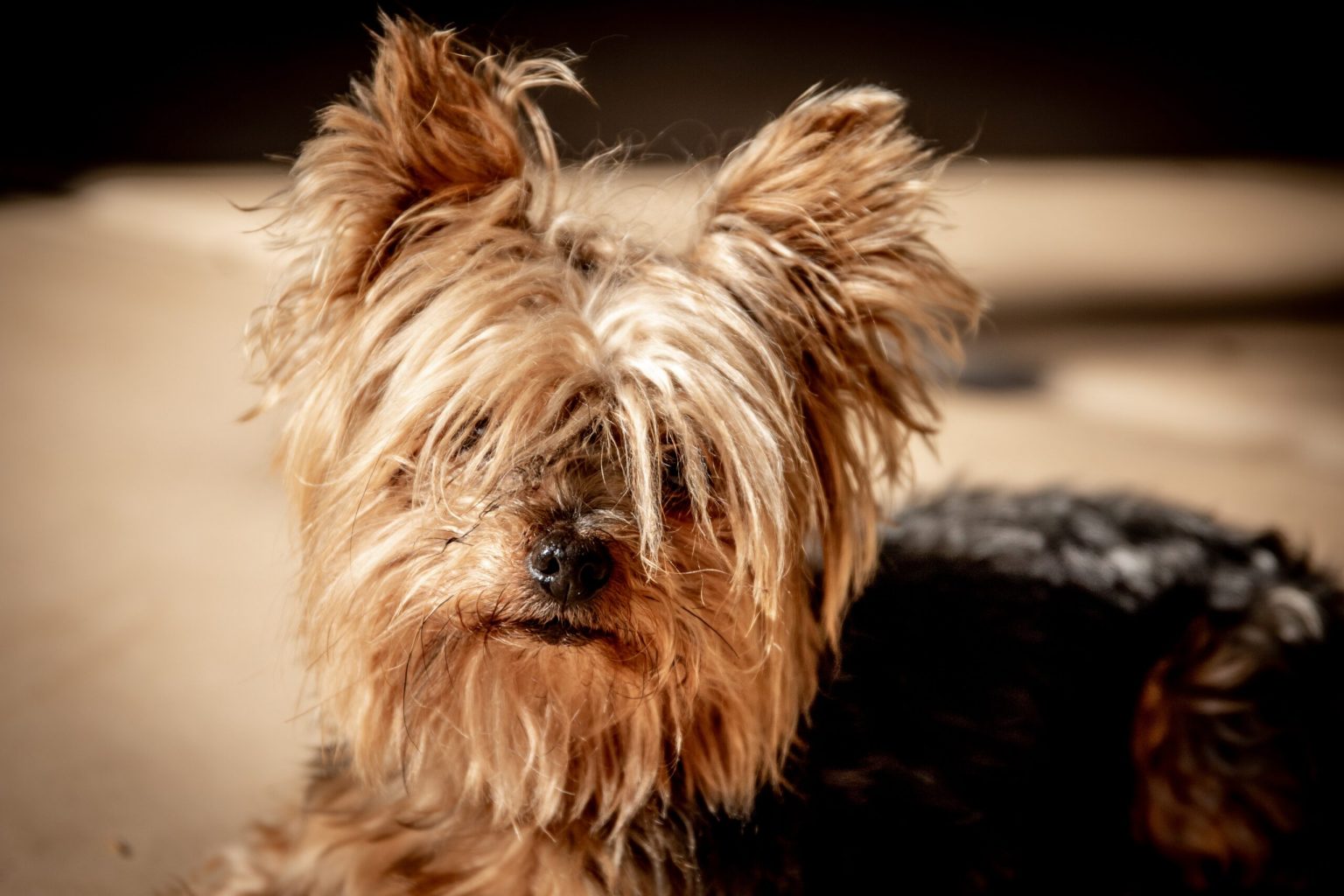 Can Yorkies Chew Bones? This Is What You Need To Know. Oh Mi Dog