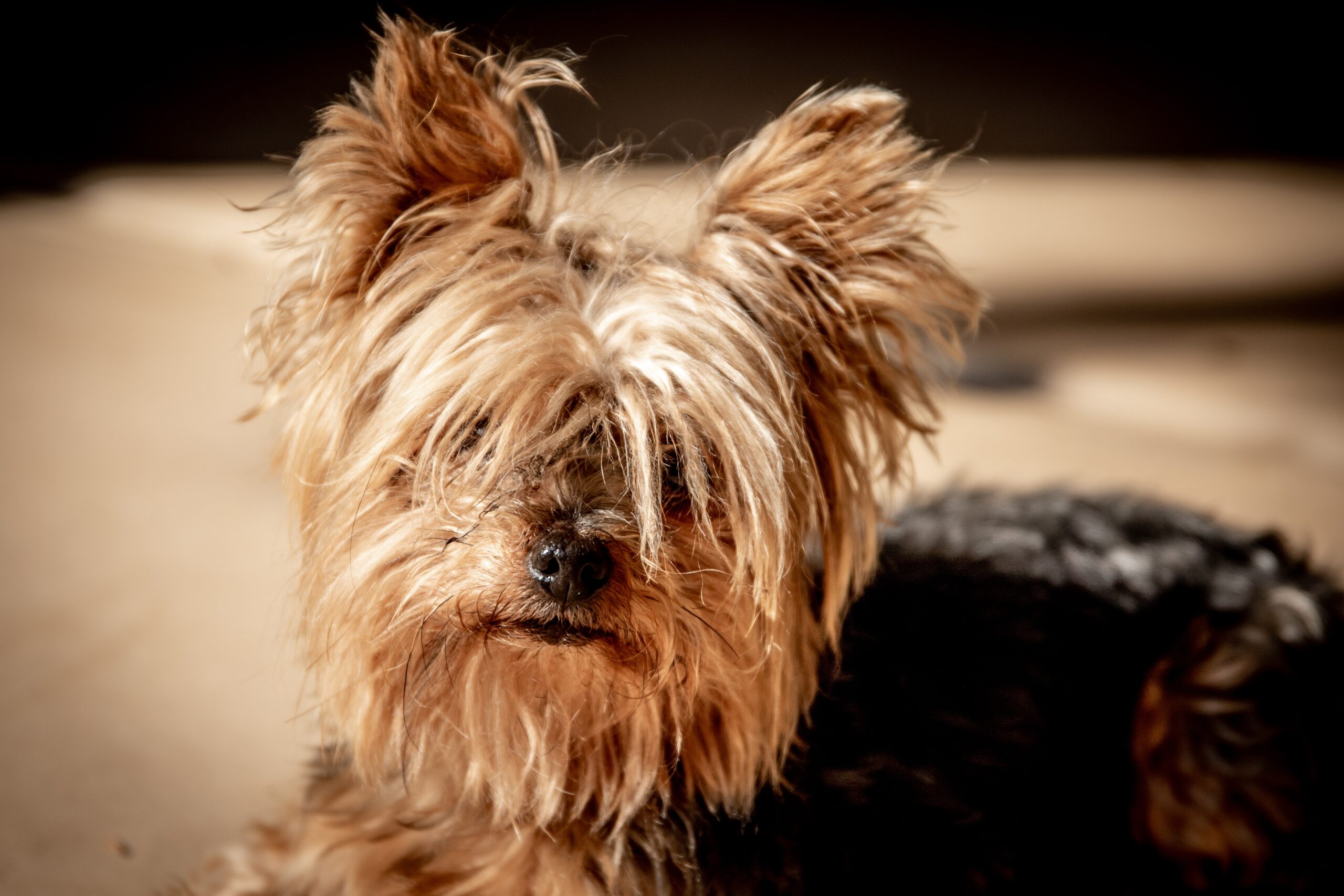 Can Yorkies Chew Bones?