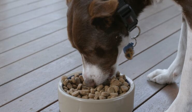 top pick Low Residue Dog Food