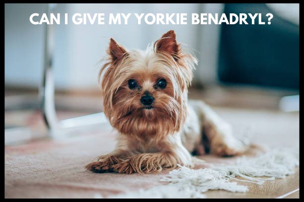 Can I give my yorkie benadryl