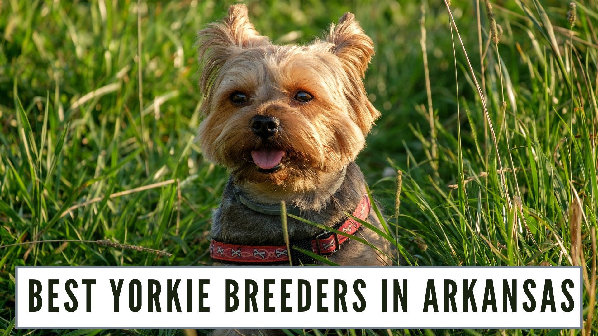 Best Yorkie Breeders in Arkansas