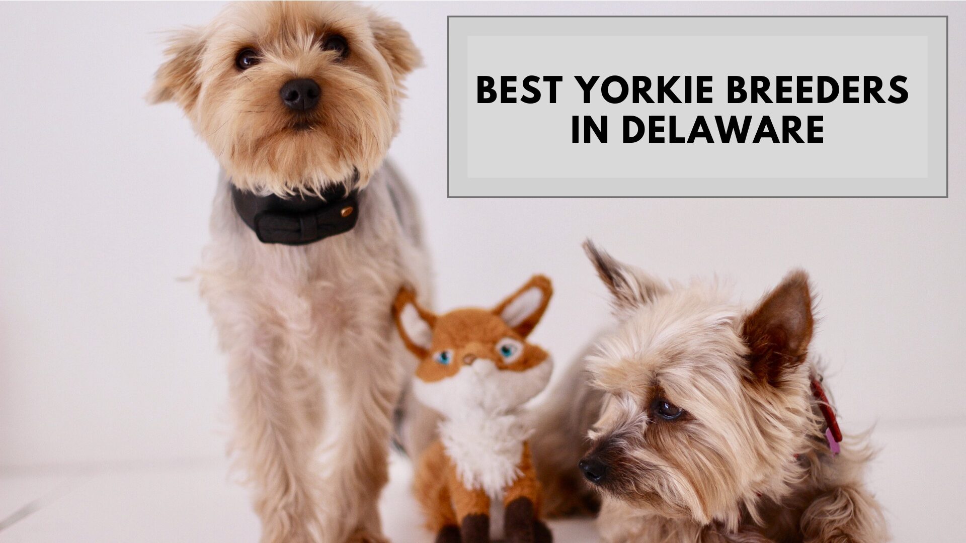Best Yorkie Breeders in Delaware