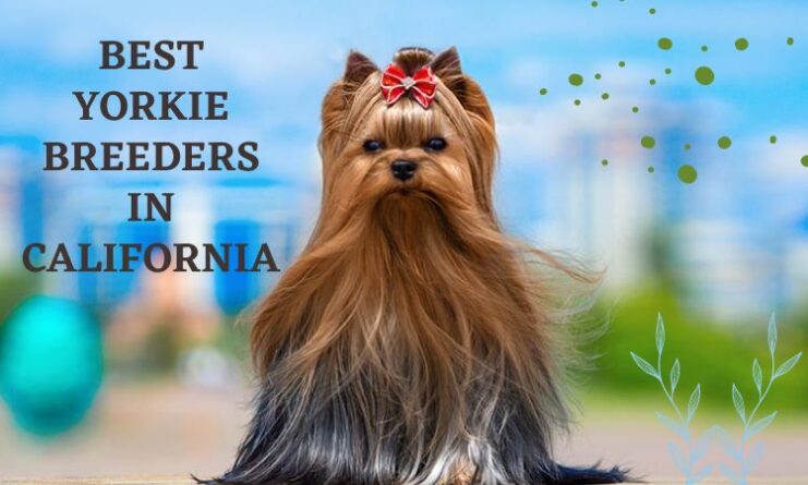 Best Yorkie Breeders in California