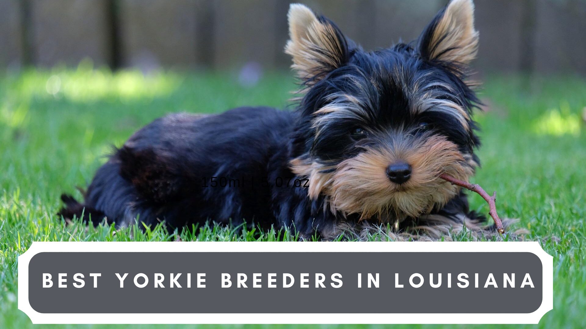 Best Yorkie Breeders in Louisiana