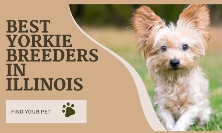 Yorkie breeders in Illinois about