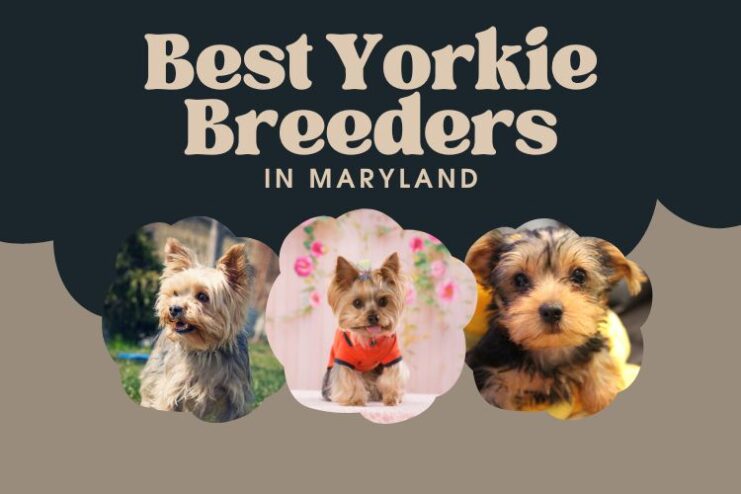 Yorkie