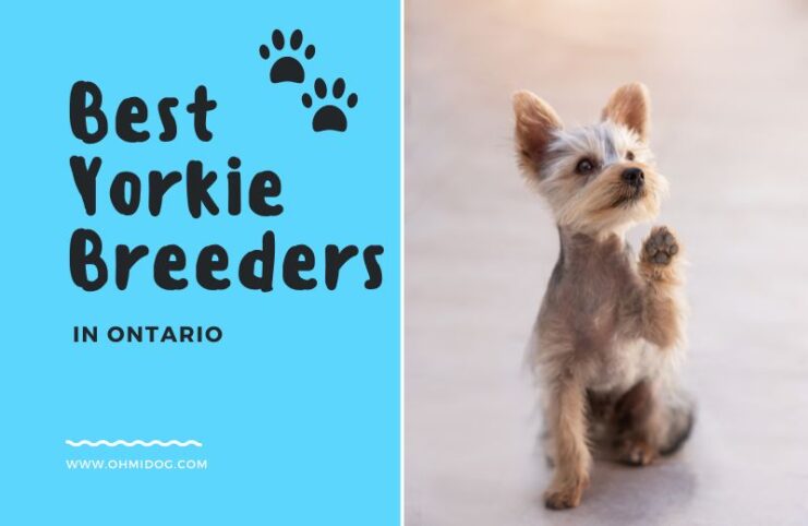 Yorkshire Terrier breeders in Ontario
