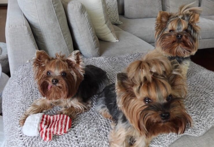 11 Best Yorkie Breeders in Iowa 2023 List of Local Yorkie Breeders