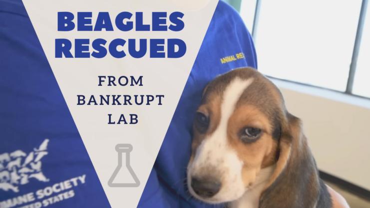 Beagles Dogs Rescued From Lab