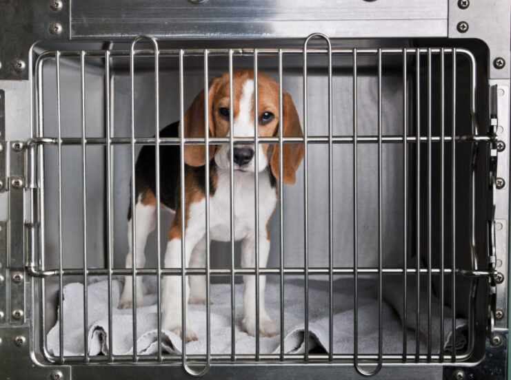 Beagles Rescued - Lab Experiments and Testing