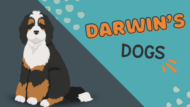 Darwin’s Dogs Organization