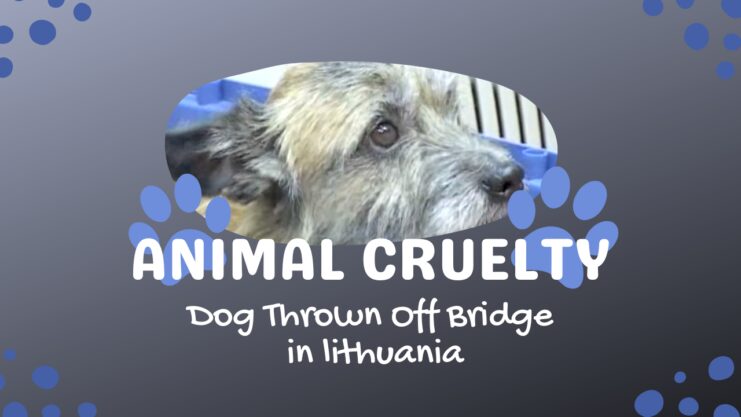 Dog Gets Thrown Off the Bridge - Animal Cruelty