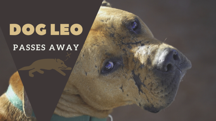 Dog Leo Passes Away - Former Michael Vick Dog