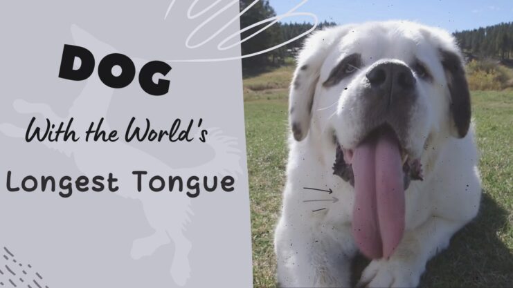 Dog with the longest tongue in the world