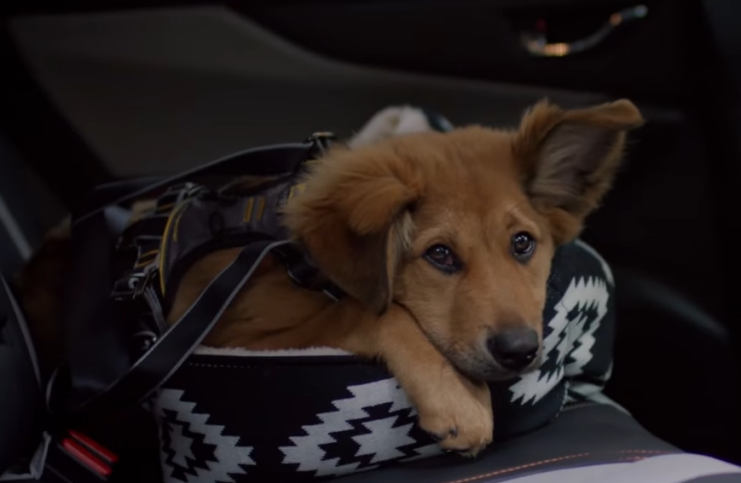 New 2018 Subaru Crosstrek Spotlight _ Puppy Love