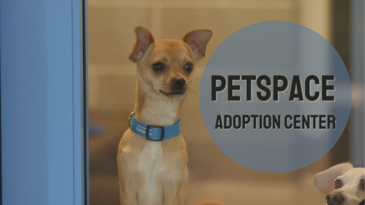 PetSpace - New Adoption Center