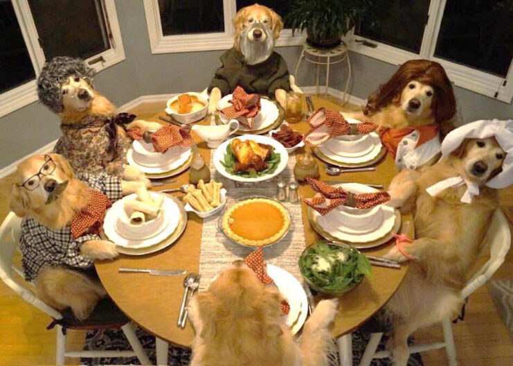 Thanksgiving Golden Retrievers