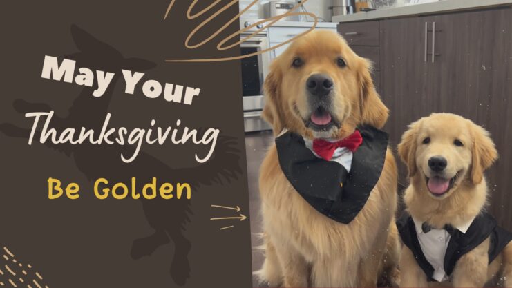 Thanksgiving with Golden Retrievers Dogs