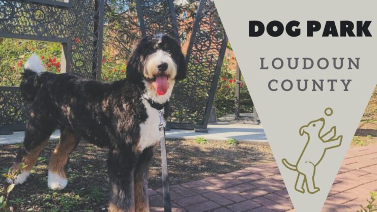 The First Dog Park in Loudoun County