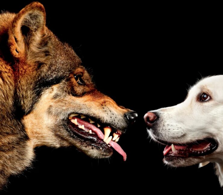 dog vs wolves