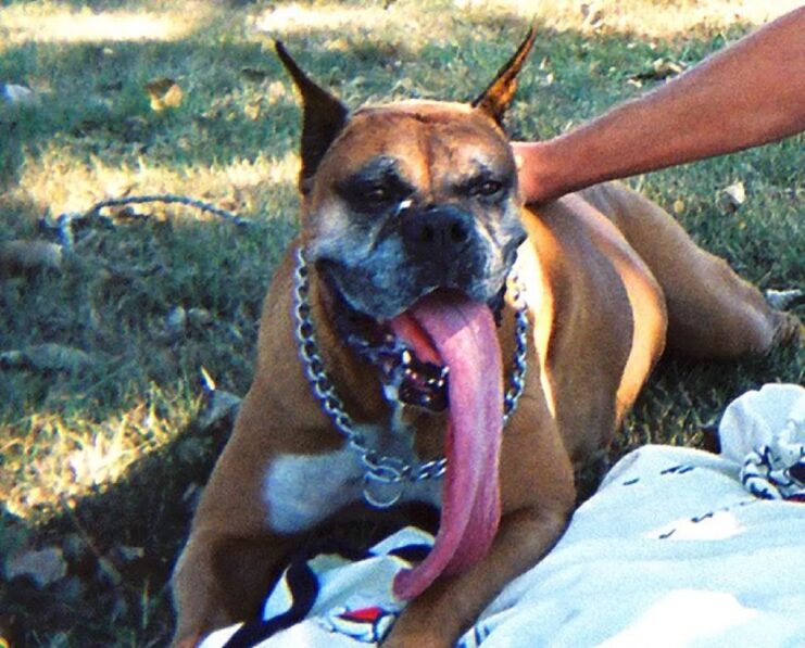 dog world's longest tongue