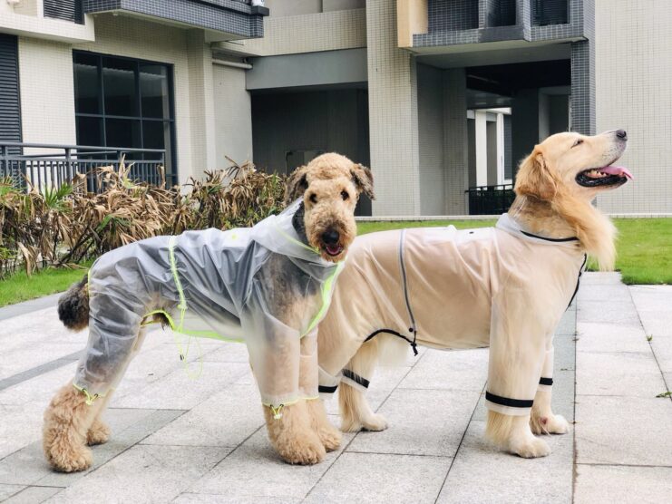 Correction Dogs can Wear 4legged Pants