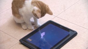 ipads-for-cats