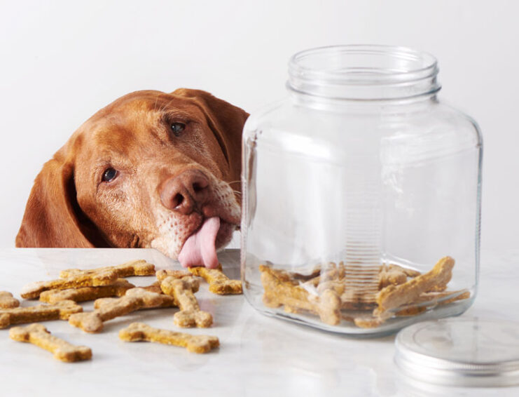 Dollar Store Dog Treats Are Subject Of Recall Oh Mi Dog