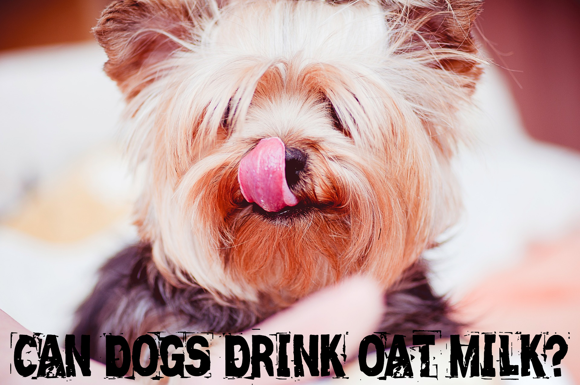 Can Dogs Drink Oat Milk?