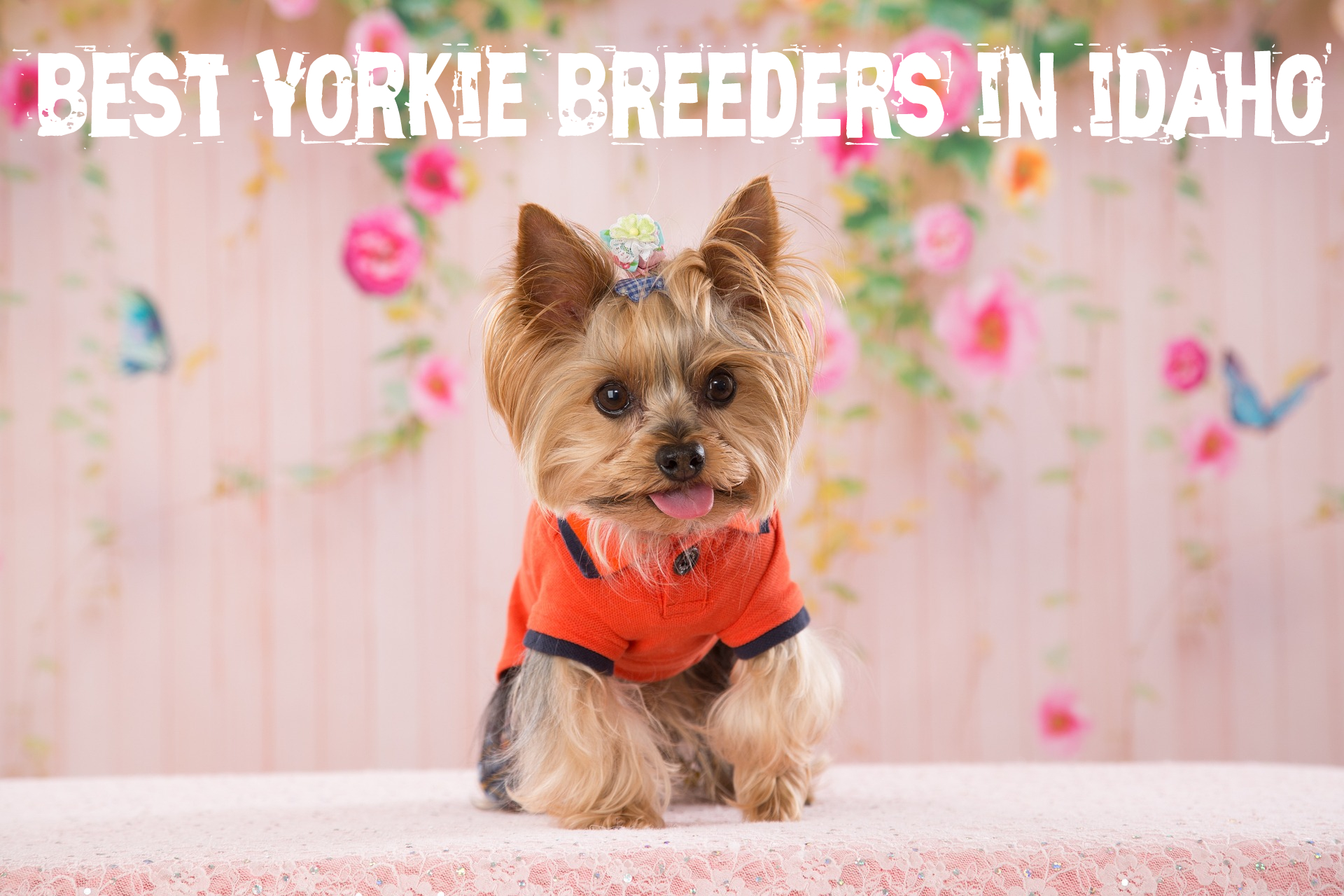 Yorkie Breeders in Idaho