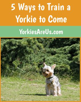 5 ways to train a yorkie to come