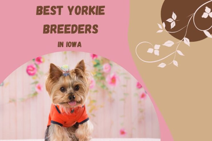 Best Yorkie Breeders in Iowa